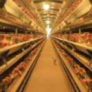 临武“乡”当潮 ② | 车间建村头 南强镇产业民生实现“双向奔富”