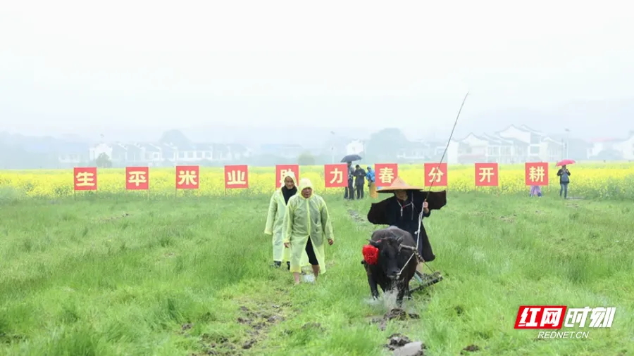 安仁赶分社 | 春分，赴安仁赶一场千年之约