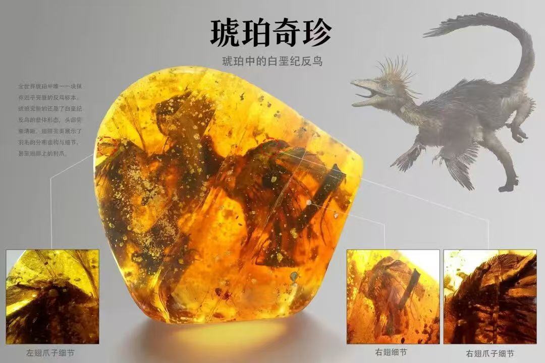琥珀中的白垩纪反鸟.jpg