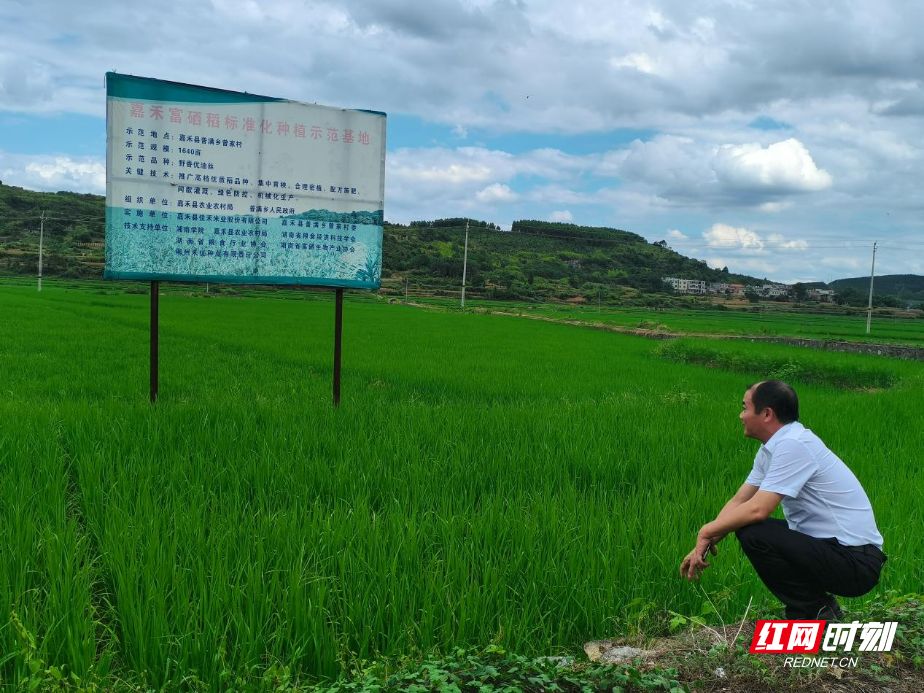 智赋郴州｜邓斌：深耕乡土传技赋能 激活富硒农业振兴动能