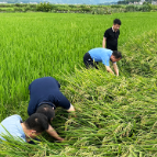 “虫口夺粮”保卫战:湖南科学防控稻飞虱力促晚稻丰收纪实