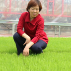 全国劳模彭水平：稻浪里的铿锵玫瑰与她的乡村振兴路