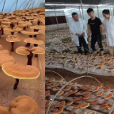 湖南省食用菌研究所：从一朵蘑菇开始 撬动“大食物观”的种业引擎
