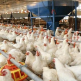 邵阳：铁腕联动推进畜禽养殖污染排查整治