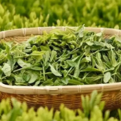 秋韵茶博 荟聚华章 | 湖南省茶业集团即将亮相第十七届湖南茶业博览会