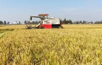 湖南2025年粮油生产实现“双创新高” 七市获通报表扬