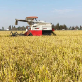 湖南2025年粮油生产实现“双创新高” 七市获通报表扬