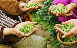 船停了，路宽了，湘西保靖群众的好日子“过桥”了