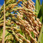 耕耘在春天丨连续阴雨来袭,早稻育秧如何应对?湖南水稻专家发布管理技术要点