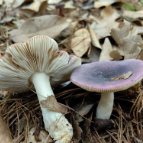 莫让“尝”变“偿”! 清明请警惕野生蘑菇这个“隐形杀手”