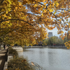 大美红图 | 南开的秋，是阳光与落叶谱写的诗