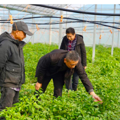 植保专家送“科技”下乡 助力冬季农业生产