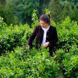 乡村追梦人| 黄新月：一抹照亮山乡的“月光”，90后女孩的返乡茶路与振兴答卷