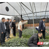 湖南省工信行业事务中心开展“设计助力乡村振兴”专题调研对接活动