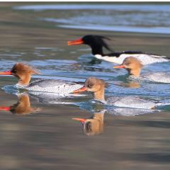 48.43 万只!湖南2026越冬水鸟数量创新高,记录中华秋沙鸭373只
