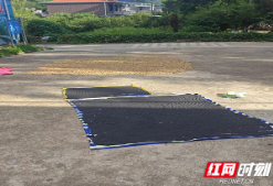 永州东铺村：林下种得“金芝麻” “藏粮于林”显成效