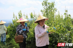 创新者说 | 张琳:把科研论文写在青山绿水间