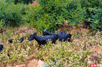 壶天石羊：悬崖上的“黑精灵”跳成亿元大产业