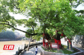 加强古树名木保护 湖南省发布第6号总林长令