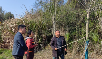 湖南石门打好春季育林“主动仗”，积极推广科学种植培管技术