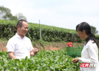 全国劳模丨周宇：一位茶乡赤子的三味人生