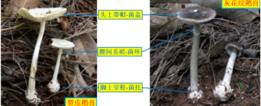 野生蘑菇中毒进入高发期，湖南省食安办、省卫生健康委紧急预警
