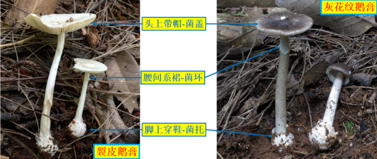 野生蘑菇中毒进入高发期，湖南省食安办、省卫生健康委紧急预警