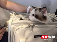 长沙出发坐南航飞机 可带宠物进客舱