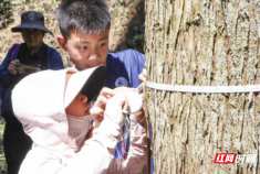 “从树干到足迹，解锁森林‘碳’密码”—— 长沙森林科普研学活动正式启动