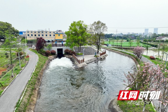 渠通水活稻飘香——粮安湖南背后的“水力量”
