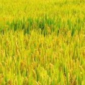 以市场需求为导向 湖南省2026年早中晚稻种植推荐品种发布