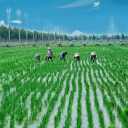 湖南供销:“组合拳”保春耕 绿色引领促转型