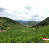 湖南生态环境问题巡视整改典型案例:“锰三角”强力推进整治 守护绿水青山