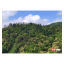 南山国家公园候选区24公顷森林生态系统大样地揭秘