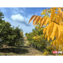 湖南石门无患子种质资源库跻身“国家队”