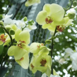 “福满花屋·天际飞兰”省植物园元旦蝴蝶兰展浪漫启幕