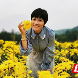 “兴”农人丨欧阳瑶力:一朵金丝皇菊铺就乡村振兴富民路