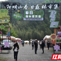 阳明山春日森林市集：在绿意诗行中邂逅“和”文化新烟火