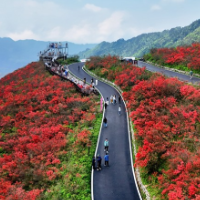 阳明山花海游园会启幕：杜鹃花海邂逅科技浪漫 解锁春日新玩法