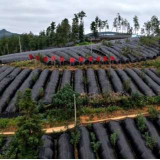 新晃黄精产业“新”声①丨张中林:种黄精收黄金 黄精种植大有可为