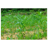 红观五溪丨新晃深山 “野草” 成了致富 “金疙瘩”