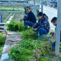 中方县荆坪村:“庭院经济”绿意浓 芹菜产业促增收