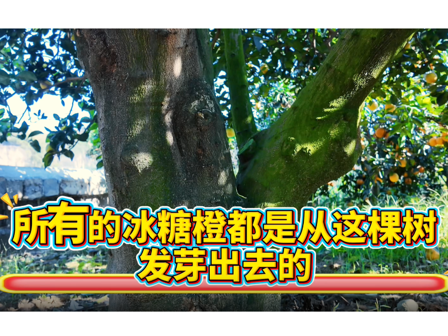 橘“湘”世界·洪江市① | 所有的冰糖橙都是从这棵树发芽出去的