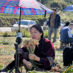 五溪秋实记丨十余位主播田间带货 直播助力通道小黄姜畅销全国(福地怀化·风物季)