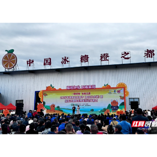 快讯丨麻阳冰糖橙采摘季启幕 签约意向金额达3.2亿元