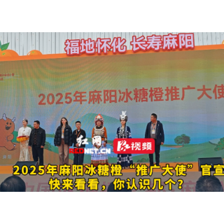 视频丨2025年麻阳冰糖橙“推广大使”官宣！
