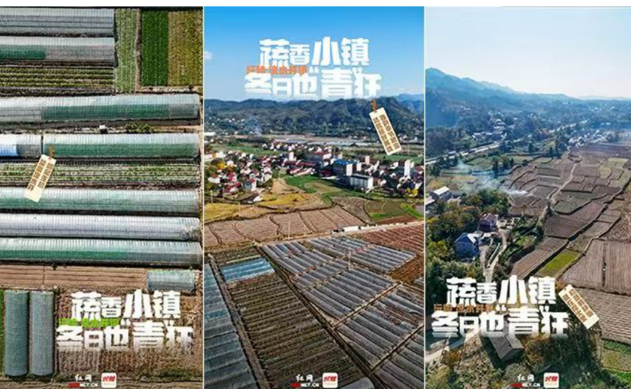 海报 | 沅陵凉水井：蔬香小镇冬日也“青”狂