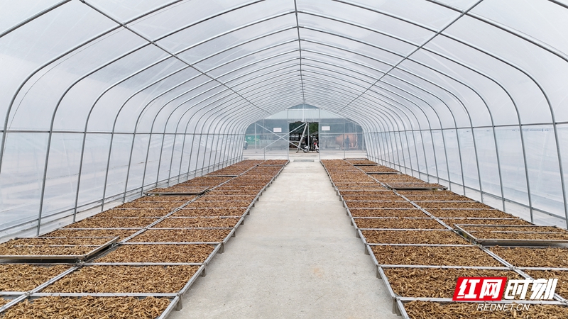 新晃黄精初加工产业园里的黄精_副本.jpg 新晃黄精初加工产业园里的黄精_副本.jpg