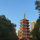 视频 | 一湖光影 看鹤城鹤鸣洲满目初冬斑斓