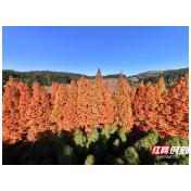 靖州排牙山：千亩水杉染冬色 金色林海醉游人